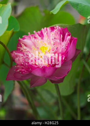 Lotus, lotus, lotus sacré indien, l'Inde, de haricots ou de Nelumbo nucifera, une fleur nationale de l'Inde et l'Egypte Banque D'Images