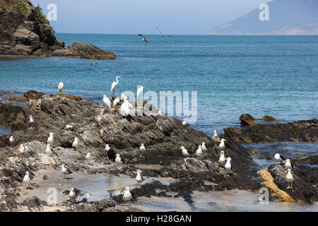 Les aigrettes et les mouettes sur un rocher en bord de mer à Cabo Frio, ville de l'état de Rio de Janeiro, Brésil. Banque D'Images