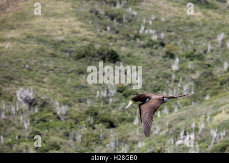 L'attentat est un oiseau de la Famille des Sulidae vivant sur la côte de mers tropicales et subtropicales, comme le Brésil. Dans cette image nous Banque D'Images