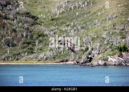 L'attentat est un oiseau de la Famille des Sulidae vivant sur la côte de mers tropicales et subtropicales, comme le Brésil. Dans cette image nous Banque D'Images