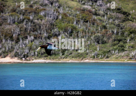 L'attentat est un oiseau de la Famille des Sulidae vivant sur la côte de mers tropicales et subtropicales, comme le Brésil. Dans cette image nous Banque D'Images