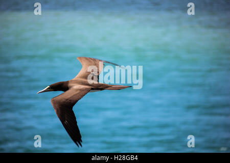 L'attentat est un oiseau de la Famille des Sulidae vivant sur la côte de mers tropicales et subtropicales, comme le Brésil. Dans cette image nous Banque D'Images