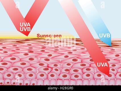 Un écran solaire sur la peau des rayons UVA , UVB Illustration de Vecteur