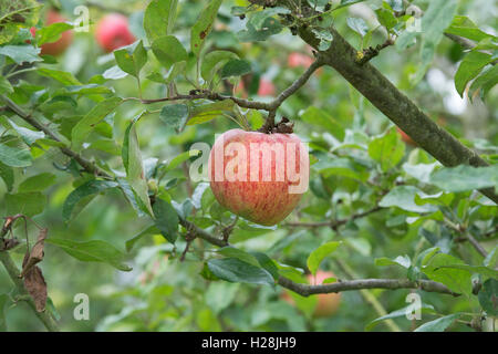 Malus domestica. La pomme 'Charles Ross' sur l'arbre Banque D'Images