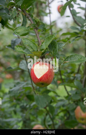 Malus domestica. Couper en forme de coeur la pomme 'Charles Ross' sur l'arbre Banque D'Images