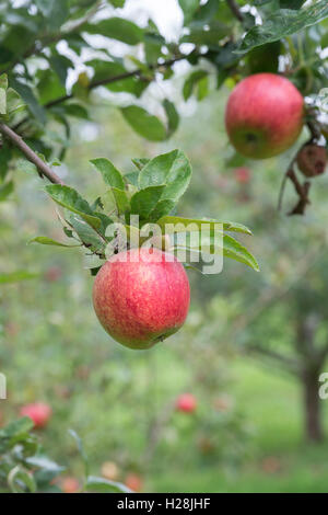 Malus domestica. La pomme 'Charles Ross' sur l'arbre Banque D'Images