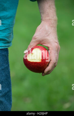 Malus domestica. Jardinier holding Apple 'Charles Ross' avec un cœur coupé en c Banque D'Images