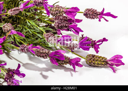 Studio shot extreme close up de la section des tas de tiges de plantes à fleurs lavande pourpre sur fond blanc Banque D'Images