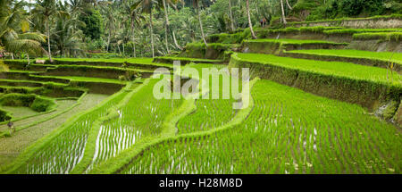 L'INDONÉSIE, Bali, Tampaksiring, Gunung Kawi, des rizières en terrasses, vue panoramique Banque D'Images