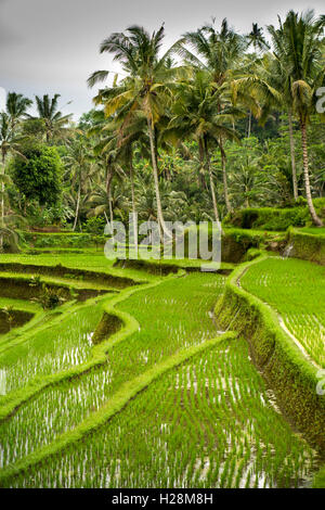 L'INDONÉSIE, Bali, Tampaksiring, Temple de Gunung Kawi complexe, les rizières en terrasses irriguées Banque D'Images