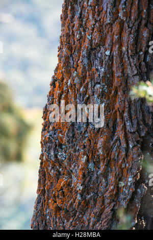 Fungui orange sur l'écorce des arbres Banque D'Images