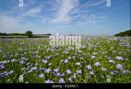 Domaine des plantes ou de l'huile de lin Le lin (Linum usitatissimum) en pleine fleur bleue Banque D'Images