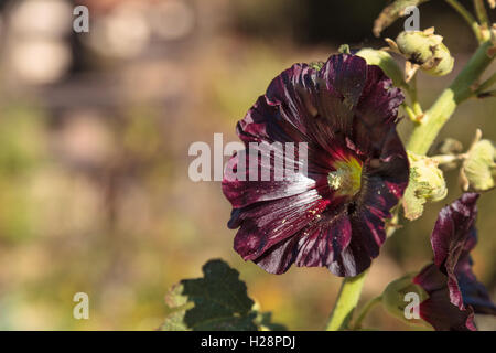 Fleurs rouge sombre de hollyhock Alcea rosea fleurit dans un jardin botanique dans le sud de la Californie, États-Unis Banque D'Images