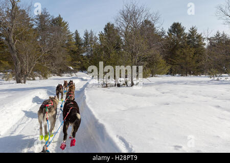 Traîneau à chiens à l'extérieur dans la neige du nord du Michigan - point de vue de la coque Banque D'Images