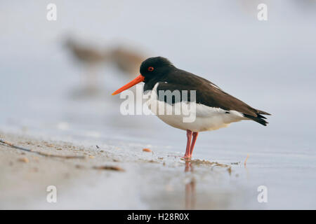 Oystercatcher / Austernfischer ( Haematopus ostralegus ) reposant dans la mer des wadden, côte sablonneuse, debout dans les eaux peu profondes, faune, Europe. Banque D'Images