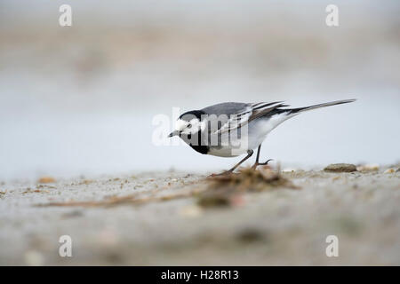 Pied / Bergeronnette printanière Motacilla alba Bachstelze ( ) à la recherche de nourriture sur une vasière, dans la mer des Wadden, low point de vue. Banque D'Images