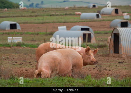 porcs de libre parcours Banque D'Images