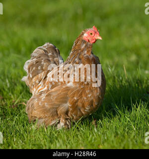 Poulet bantam pekin splash Banque D'Images