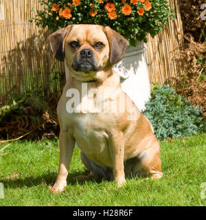 Puggle Banque D'Images