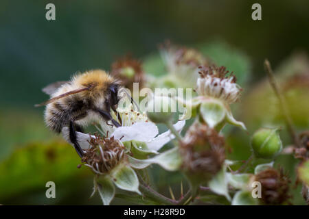 Carde commun bee (Bombus pascuorum) C'est la seule politique commune UK bumblebee qui est surtout brun ou le gingembre. West Yorkshire, UK Banque D'Images