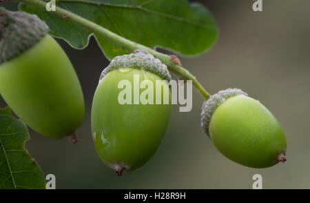 Riche en éléments nutritifs pour la faune, vert glands sur un chêne avec des feuilles et des gouttelettes de pluie, West Yorkshire, Royaume-Uni Banque D'Images