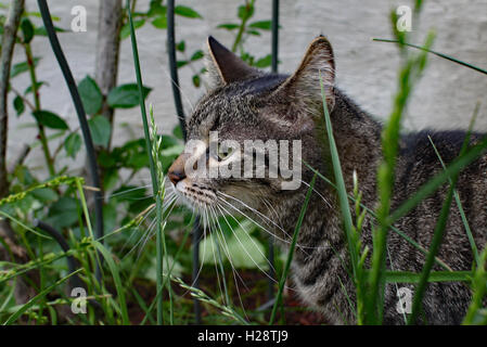 Sur un chat rôder dans le jardin Banque D'Images