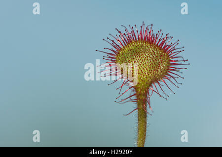 Commun ou à feuilles rossolis (Drosera rotundifolia) contre le ciel bleu, de l'Ems, Basse-Saxe, Allemagne Banque D'Images