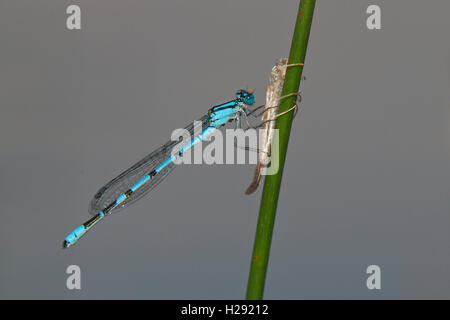 Bleue, également communes du nord (ou bluet bluet Enallagma atricollis), de l'éclosion des larves mâles, cas de l'Ems Banque D'Images