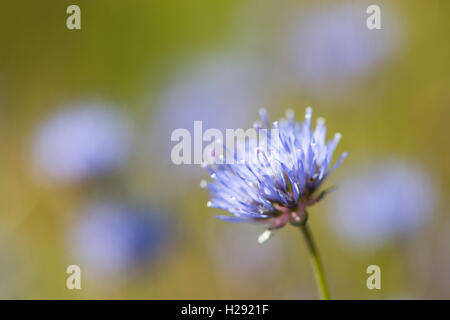 Sheep's bit scabious (Jasione montana), de l'Ems, Basse-Saxe, Allemagne Banque D'Images