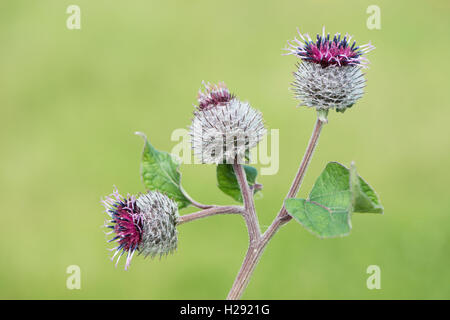 La bardane (Arctium minus moindre), de l'Ems, Basse-Saxe, Allemagne Banque D'Images