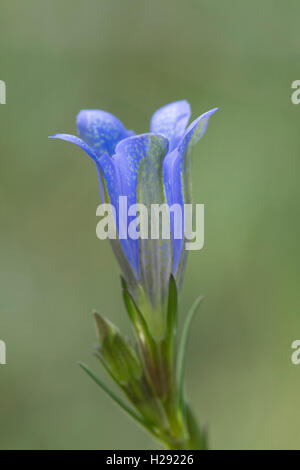 Gentiane des marais (Gentiana pneumonanthe), Overijssel, Pays-Bas Banque D'Images