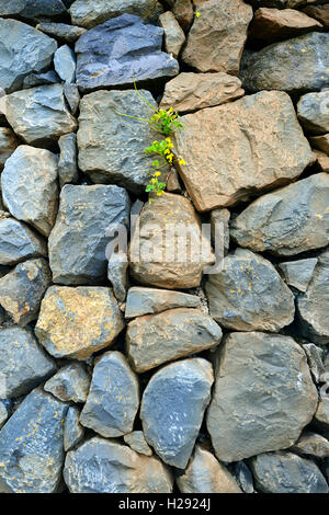 Clover croissantes entre le mur en pierres, pierres de lave, Tenerife, Canaries, Espagne Banque D'Images