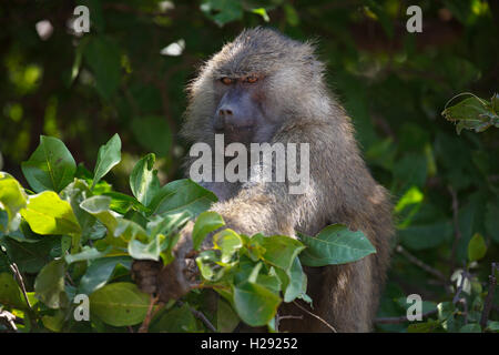 Anubis ou babouin doguera (Papio anubis) en arbre, lac Manyara, Tanzania Banque D'Images