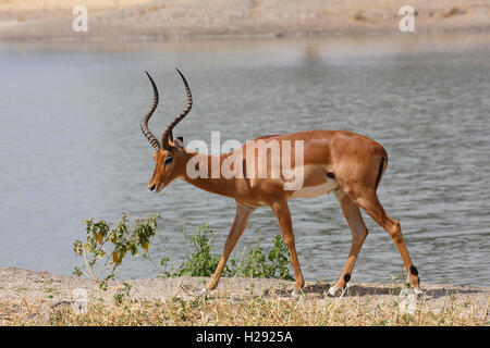 Impala (Aepyceros melampus), homme par rivière, parc national de Tarangire, Tanzanie Banque D'Images