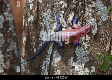 Rock à tête plate de Mwanza (Agama agama mwanzae) climbing tree trunk, homme, Serengeti National Park, Tanzania Banque D'Images