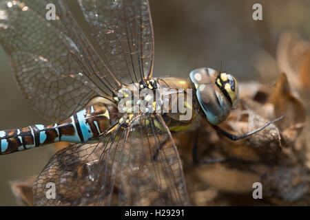 Close-up of migrants masculins hawker dragonfly (Aeshna mixta) à Surrey, Angleterre Banque D'Images