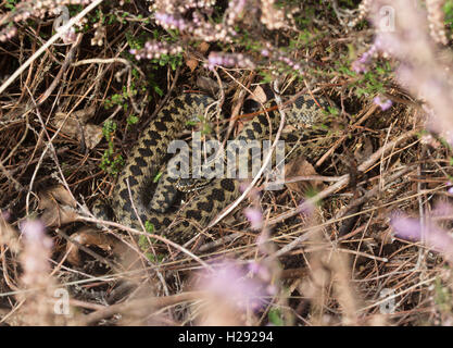 L'additionneur mâle européen commun ou Adder (Vipera berus) à Surrey, Angleterre de l'habitat des landes Banque D'Images