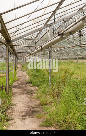 Les mauvaises herbes à échelle industrielle maison verte fruits bio légumes importés pas économique pour la production britannique Banque D'Images