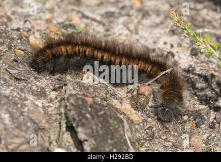 Fox Moth caterpillar (Macrothylacia rubi larve) à Surrey, Angleterre Banque D'Images
