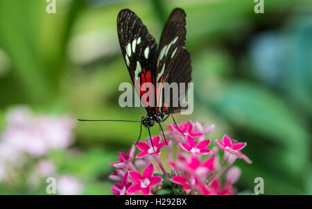 (Laparus Longwing Doris Doris) sur fleur rose, captive Banque D'Images