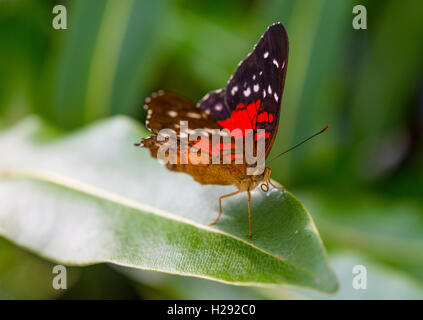 Brown ou Peacock (Anartia amathea écarlate) sur feuille, prisonnier Banque D'Images