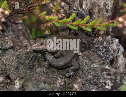 Lézard commun juvénile (ou lézard vivipare Zootoca vivipara) - sunshine en pèlerin à Surrey, UK Banque D'Images