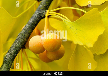 Le Ginkgo (Ginkgo biloba) branche avec fruits mûrs, Rhénanie du Nord-Westphalie, Allemagne Banque D'Images