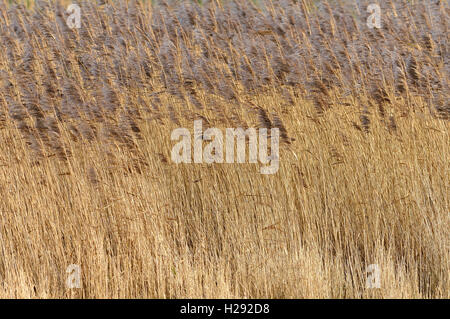 Roseaux communs (Phragmites australis) dans le vent, l'Kleipütten von Hauen, réserve naturelle de Greetsiel, Mer du Nord, Basse-Saxe, Allemagne Banque D'Images