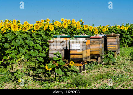 Les ruches sont placées dans un champ de tournesol (Helianthus annuus), dans l'air battant les abeilles, Saxe, Allemagne Banque D'Images