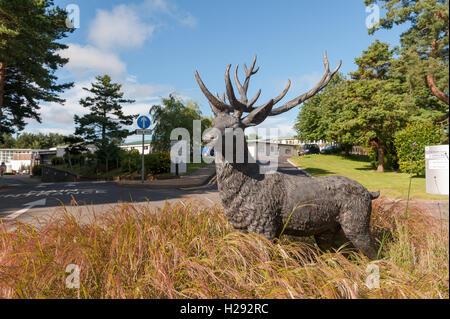 Deer, près de la forêt d'Ashdown une cause de nombreux accidents de la circulation les enterrements de bronze se cache dans l'herbe haute au centre Horder Crowborough Banque D'Images