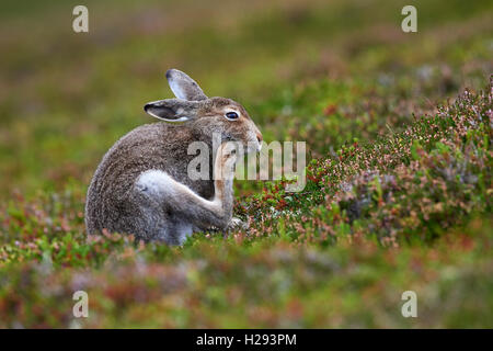 Lièvre variable (Lepus timidus), Ecosse, Royaume-Uni Banque D'Images