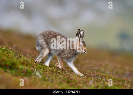 Lièvre variable (Lepus timidus), Ecosse, Royaume-Uni Banque D'Images