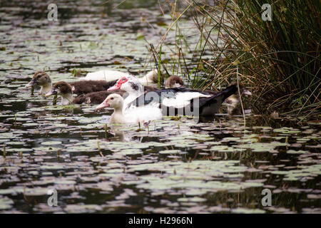 Plusieurs canards nageant dans un étang avec des nénuphars autour d'eux Banque D'Images