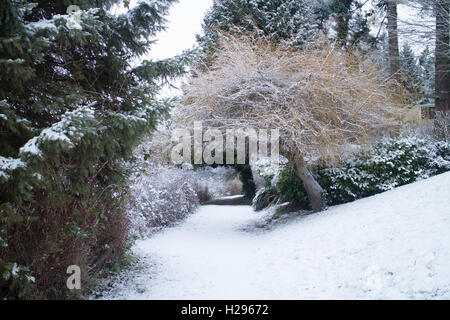 Promenade hivernale avec le crisp willow tree Banque D'Images